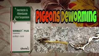 Pigeons Deworming [upl. by Emlen]