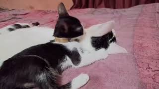 CAT W W E wrestling fighting video [upl. by Sidnala15]