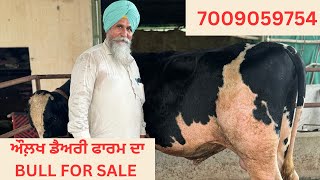 HF BULL WITH EXCELLENT RECORD FOR SALE ON AULAKH DIARY FARM  RAMPURA PHUL  BATHINDA  PUNJAB [upl. by Serge]