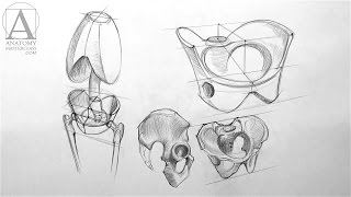 Pelvis Anatomy  Anatomy Master Class [upl. by Karab689]