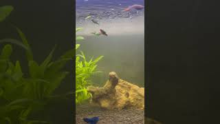 My Planted Fish Tank Setup fish aquarium fishtank plantedtanksetup [upl. by Irving]