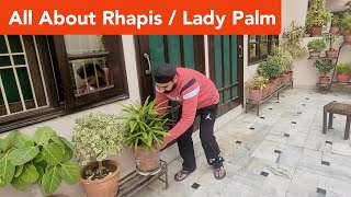 All About Rhapis  Lady Palm shampysgarden palm care [upl. by Novelc]