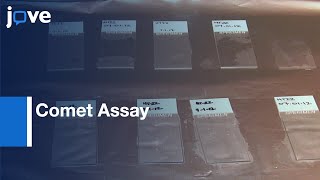 Comet Assay for Assaying DNA damage in Neurons  Protocol Preview [upl. by Adilem]