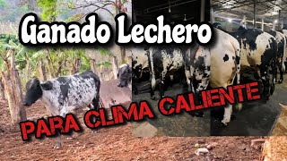 Ganado lechero en el trópico caliente cuál raza es mejor [upl. by Tnerual]