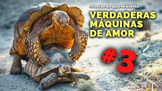 NATURALEZA CALIENTE 🔥 así HACEN EL AMOR estos animales elefantes tortugas monos narigudos [upl. by Kay]