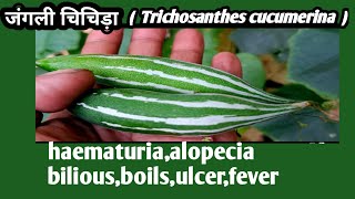 jungali chichidaTrichosanthes cucumerinaamazing health benefits [upl. by Josefa84]