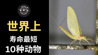 EP27《世界上寿命最短的10种动物》他们只活了几天？世界上寿命最短的动物有的只活了几天，有的只能活几小时 分享世界知识 分享 知识 分享知识 世界知识 top10 世界知识 [upl. by Kimmie122]