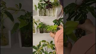 Some decor with indoor plants shorts plants gardening indoorgarden [upl. by Belter169]