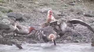 Polar carnage – Giant Petrels fighting over and eating a dead King Penguin [upl. by Salguod]