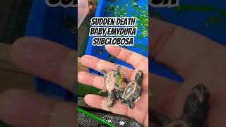 Sudden Death Baby Emydura Subglobosa animal yearofyou pets turtle kurakura brontoks shorts [upl. by Goldshell104]