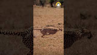 Excillerating story behind Cheetah amp Gazelle in African heat [upl. by Lamp]