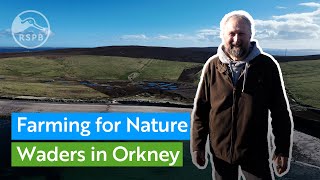 How RSPB Scotland is working with farmers to help waders in Orkney [upl. by Brenden]