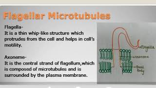 Microtubules and structure of axoneme basal body and centriole [upl. by Anitsirhc853]