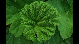 Botanischer Garten Tübingen  Das Mammutblatt oder auch der RiesenRhabarber [upl. by Ailuj440]