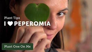 PEPEROMIA Care Tips — Ep 096 [upl. by Dowling]