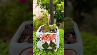 Cactus Echinocereus Momotaro plants garden bonsai aeonium gardening succulent cactus nature [upl. by Anma]