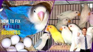 All Lovebirds Mutation Breeding Setup [upl. by Nerual79]