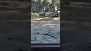 Family trip to Zoo asheboro northamerica NC cousins fypシ゚viral [upl. by Naginarb]