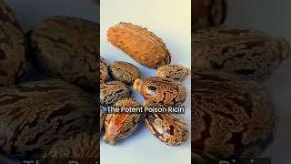 What Happens If You Eat Castor Beans Facts About Castor castoroil ricin [upl. by Itsirhc454]