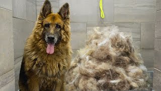 First groom in 10 years Most INCREDIBLE transformation EVER  King Shepherd [upl. by Saville]