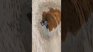 Say No to Epoxy Fill Knot Holes with Super Glue diy woodworking [upl. by Auqinom816]