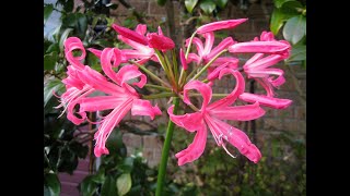 How we grow Nerines for big autumn fall blooms [upl. by Anialam464]