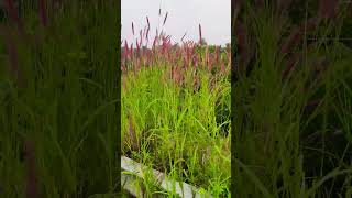 Pennisetum pedicellatum  Desho Grass  nature plants travel wildlife relaxing kanniyakumari [upl. by Nodarb903]