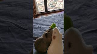 Guinea pigs fight over one 🫑 even though theres two 🤣 guineapigs cutepets funnypets [upl. by Inoliel]