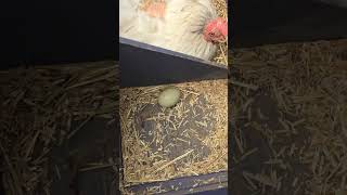 4 eggs farmlifeupdate chicken egglife egg chickens hobbyfarm hobbychickenhatchingchickeneggs [upl. by Ahcsatan]