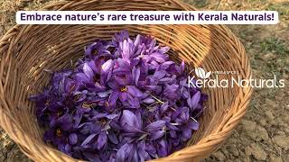 Real Saffron Harvest Pure Authentic amp Rare keralanaturals naturalbeauty preethysboutique [upl. by Htez]