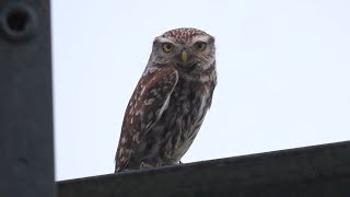 Little Owl and its Call [upl. by Fredela503]