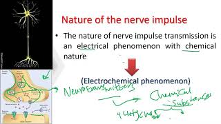 glial cells amp polarization [upl. by Amersham129]