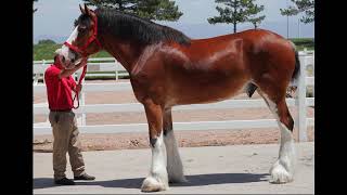 Clydesdale Horse Care and Horse Facts About the Clydesdales [upl. by Klein]