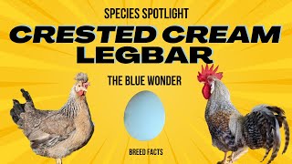 Crested Cream LegBar  Blue Laying Wonder chicken homestead [upl. by Olnek640]