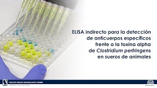 ELISA de detección de anticuerpos frente a toxina alpha de Clostridium perfringens en suero [upl. by Lirba]