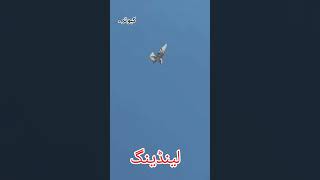 Pigeon Roller landing Swag kabootar Viral For you [upl. by Neda]