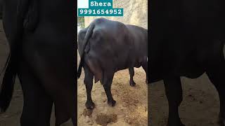 Super quality murha for saleviralvideo shortsvideo dairyfarm youtoubeshort [upl. by Jarlathus811]