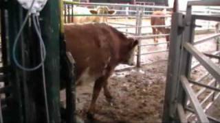 Cattle Handling System at Auchterless [upl. by Avla]