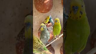 How to produce colour chicks🐣 budgies birds lovebirds pets parrot eclectusparrot birdslover [upl. by Yoko]