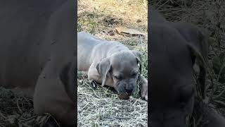 Formentino cane corso puppy 2 months dog canecorso [upl. by Coats]