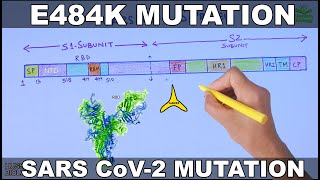 E484K Mutation of SARS CoV 2 [upl. by Aineles361]