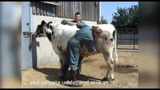 General clinical exam cattle [upl. by Bicknell]