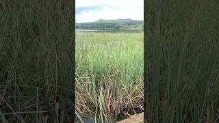 Lago de Banyoles cliRgiana [upl. by Izmar744]