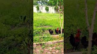 Peshwa Chicken Farm farming desichicken agriculture peshwadairyfarm indianfarmer indoreaseel [upl. by Adaiha]