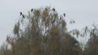 Cormorants 4k UK [upl. by Mcclenon]