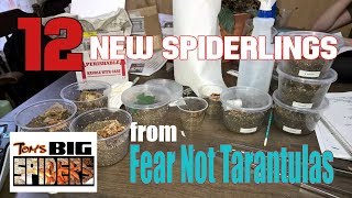 12 New Spiderlings from Fear Not Tarantulas  Unboxing [upl. by Eirual]