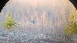 Sharptailed grouse on a Lek 2024 [upl. by Samuela]