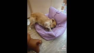 Why the Tofu Sofa is the World’s Best Furniture… for Dogs funny puppy [upl. by Eula]