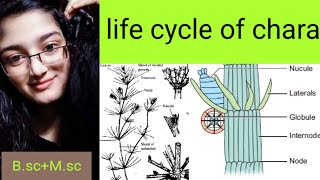 Life cycle of chara Bulbillsamylum stars Secondary protonema Stipulodes [upl. by Erodaeht]