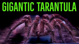 Goliath Birdeater Theraphosa blondistirmiapophysis Care amp Husbandry [upl. by Nobie]